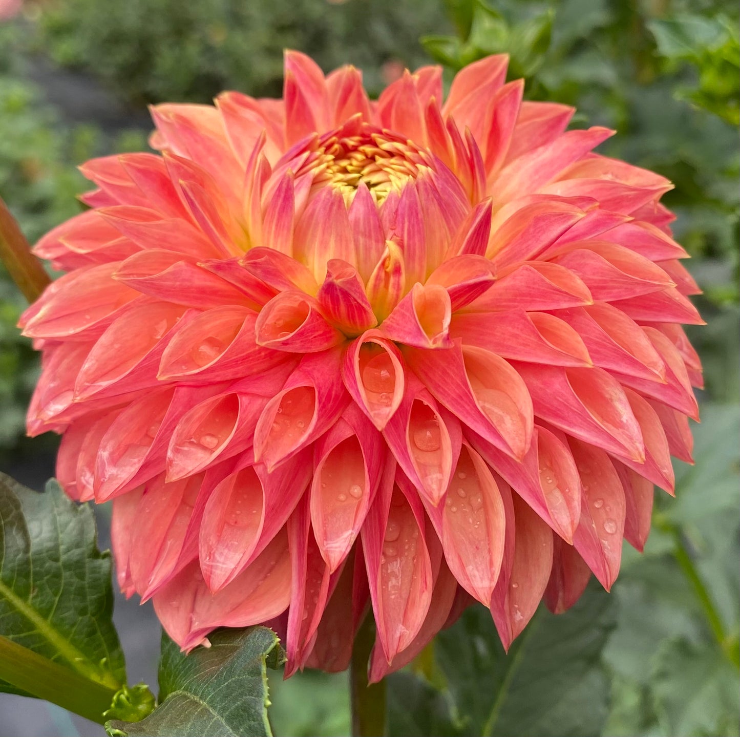 KA Desert Rose - Tuber
