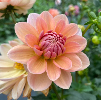 Yelno Harmony - Tuber