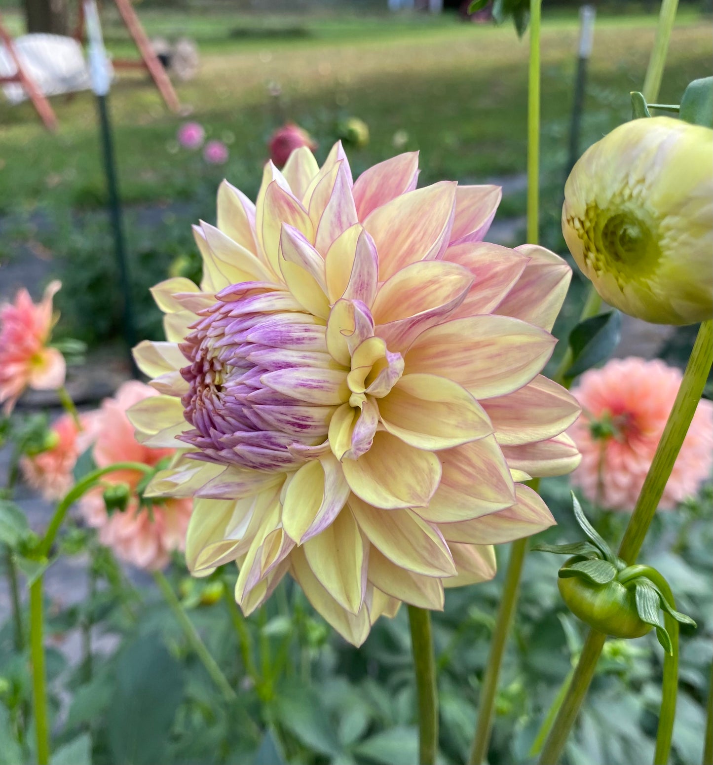 Dusty Beauty (Euro Variety) - Tuber