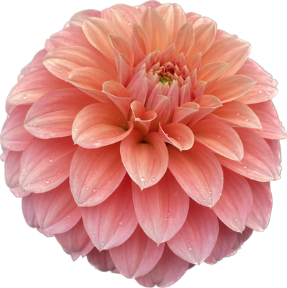 Bracken Palomino - Tuber