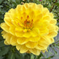 Sandia Gold - Tuber