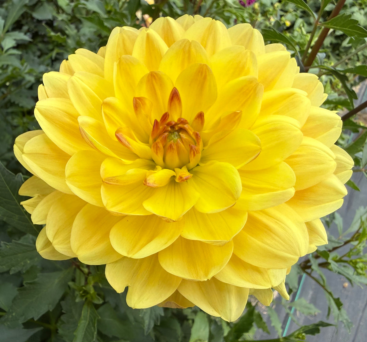 Sandia Gold - Tuber