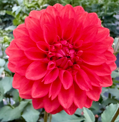 WB’s Molten Lava - Tuber