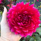 Hollyhill Pandora - Tuber