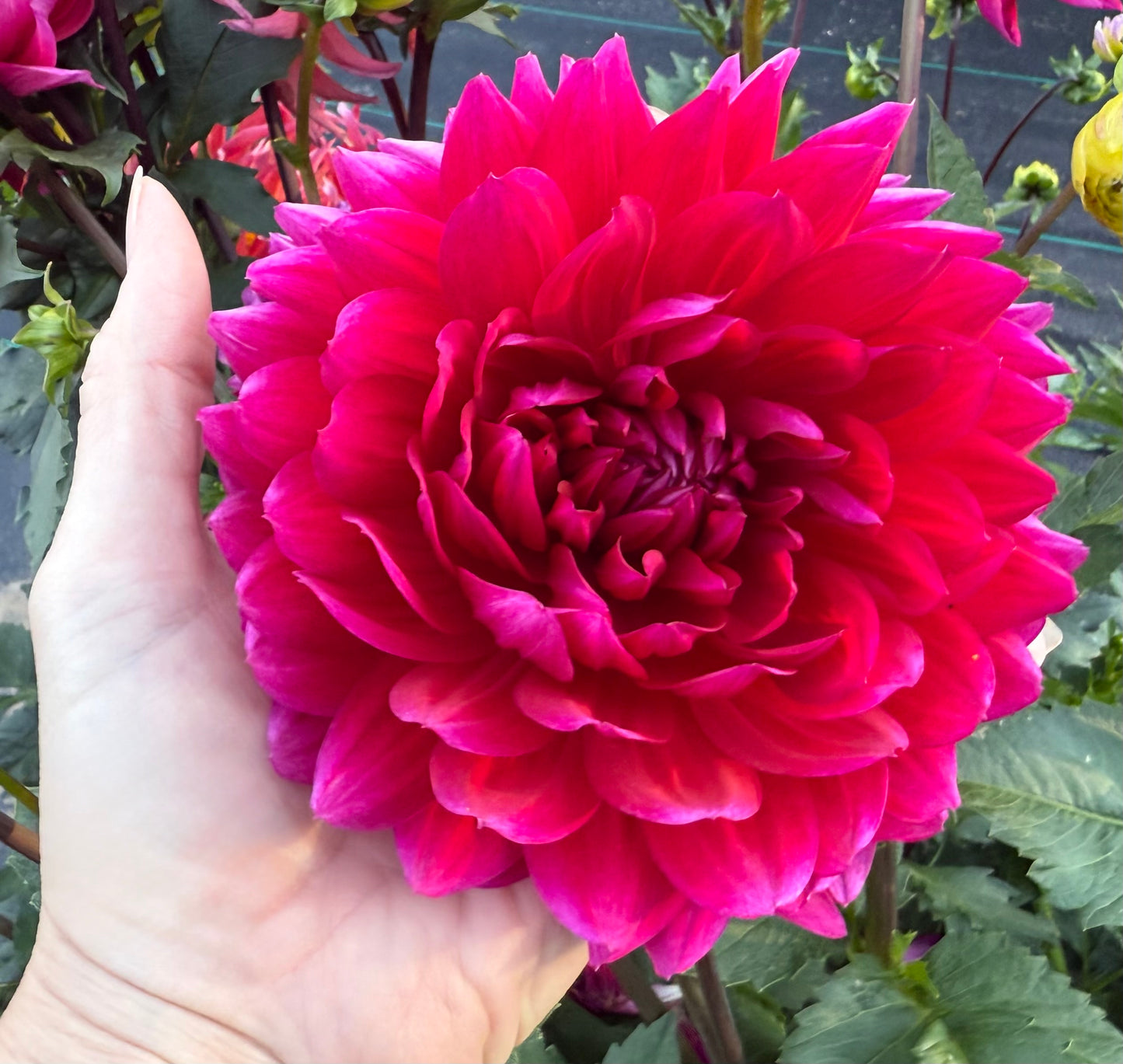 Hollyhill Pandora - Tuber