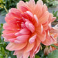 Sandia Susan - Tuber