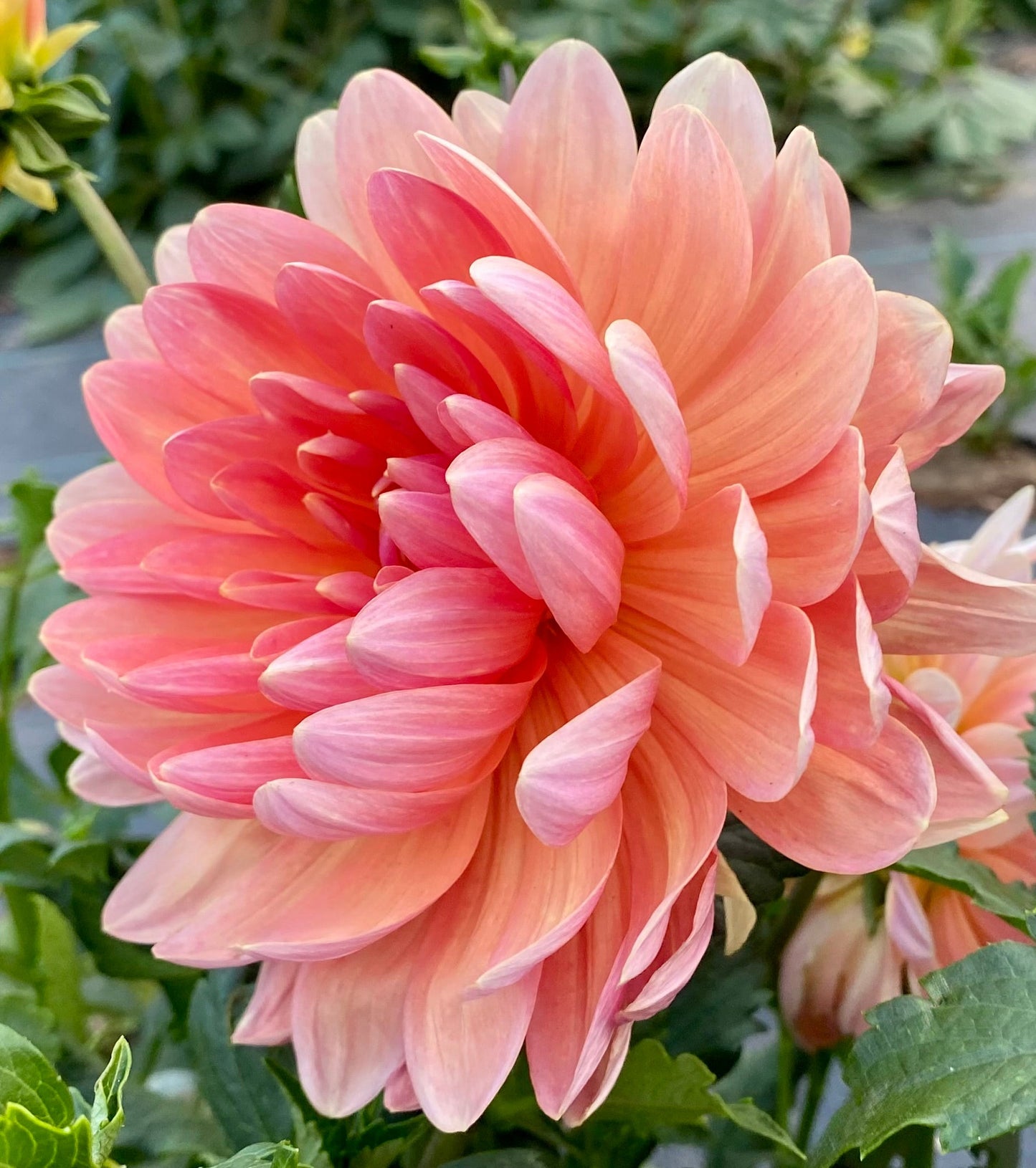 Sandia Susan - Tuber