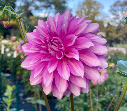 WB’s Misbehavin’ - Tuber