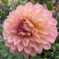 Cameo Peach - Tuber