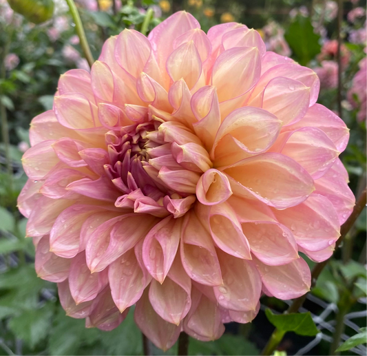Cameo Peach - Tuber