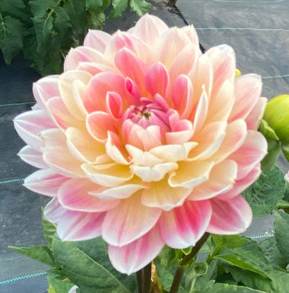 Hapet Elite - Tuber - LIMIT 1