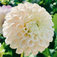 Hollyhill Pollyanna - Tuber