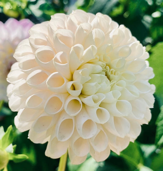 Hollyhill Pollyanna - Tuber
