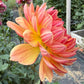 Sandia Marmalade - Tuber