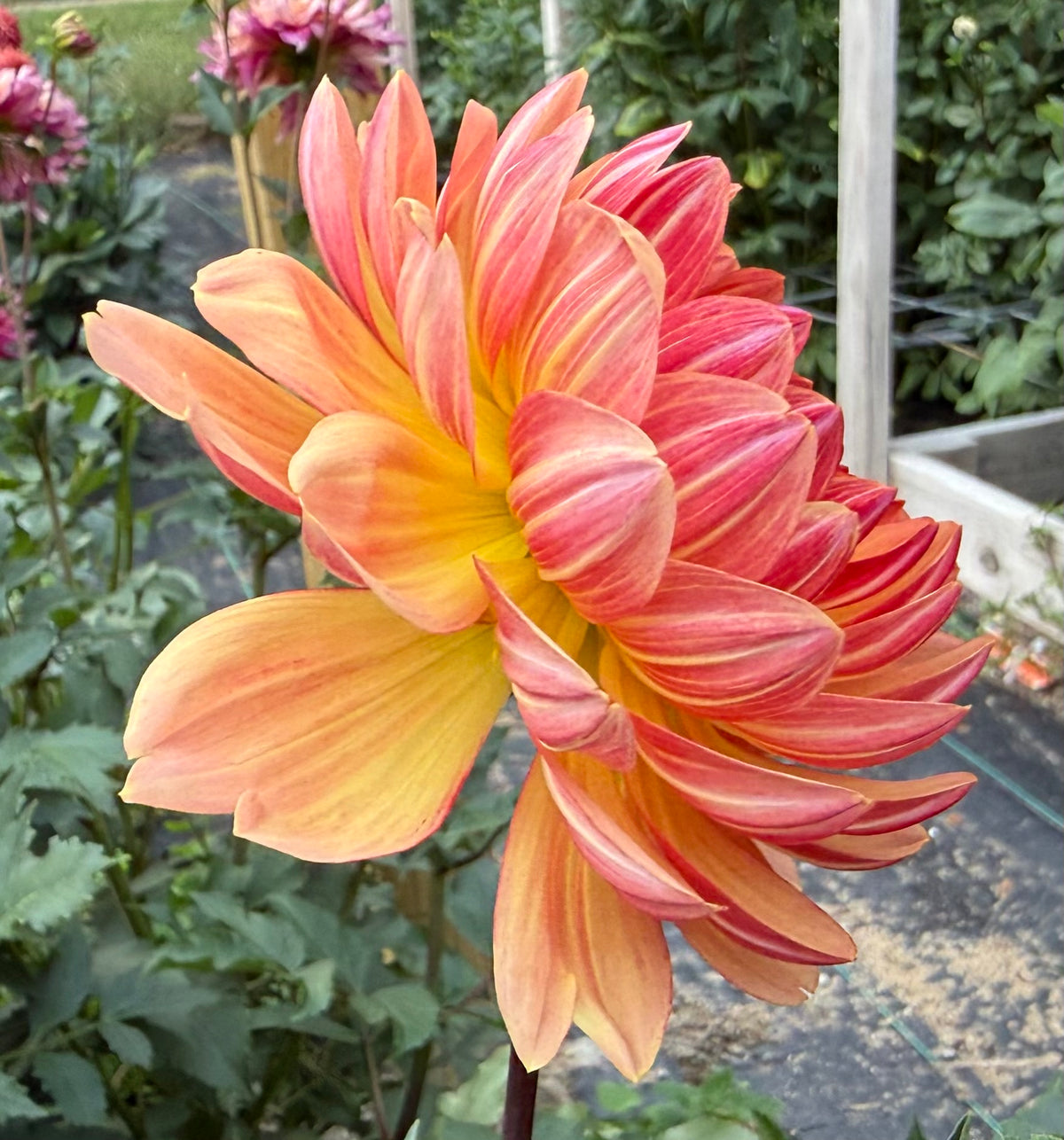 Sandia Marmalade - Tuber