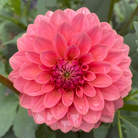 KA Boho Peach - Tuber