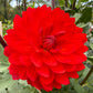 Taratahi Ruby - Tuber