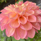 Cameo Peach - Tuber