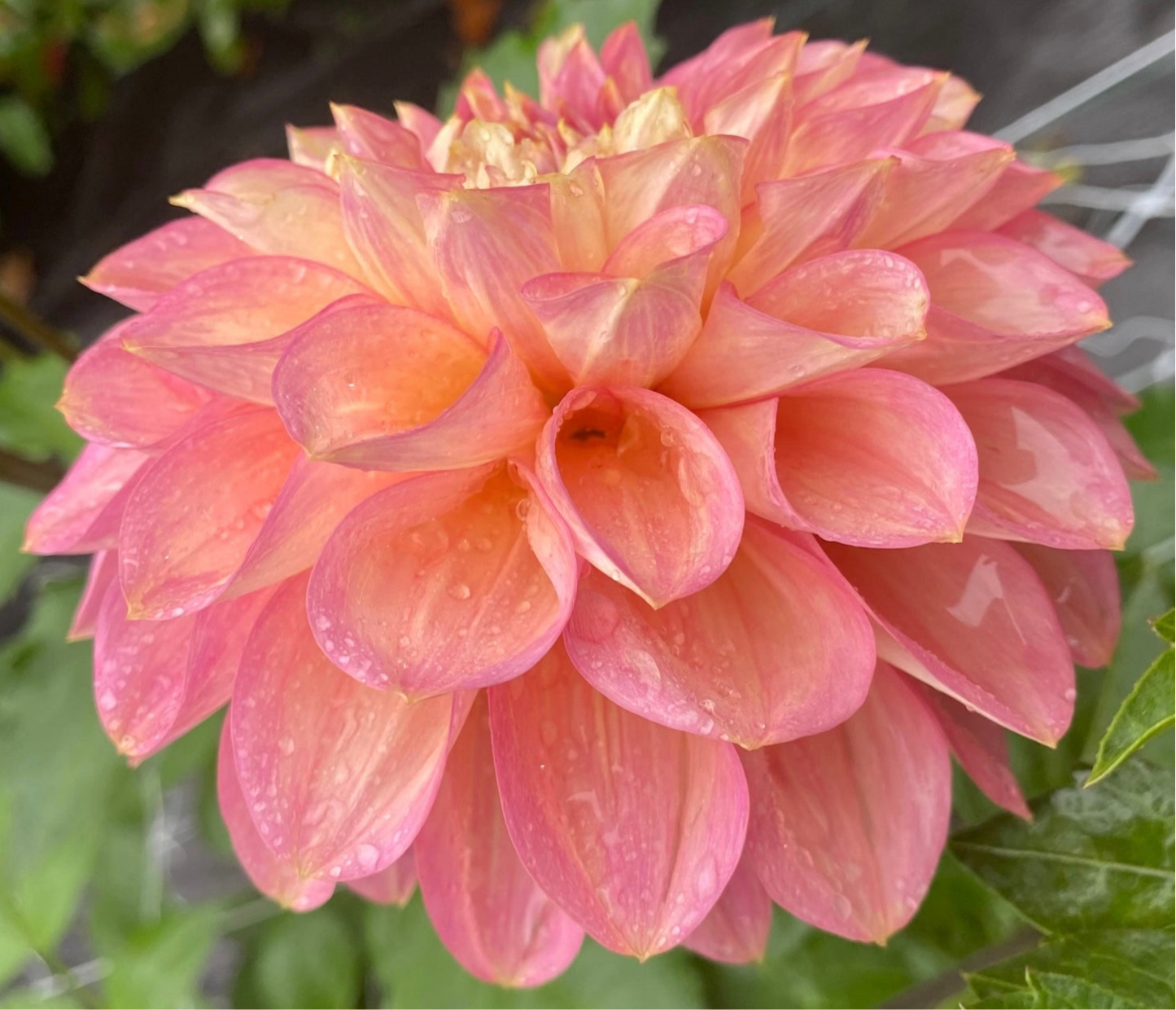 Cameo Peach - Tuber