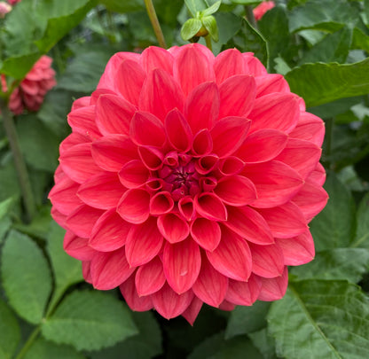 Bloomquist Curt - Tuber