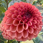 Ferncliff Kathleen - Tuber