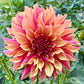 River’s Elizabeth - Tuber