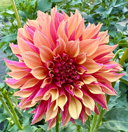 River’s Elizabeth - Tuber