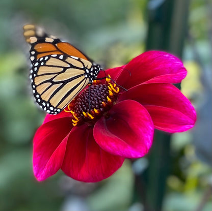 Bloomquist Rich Color - Tuber