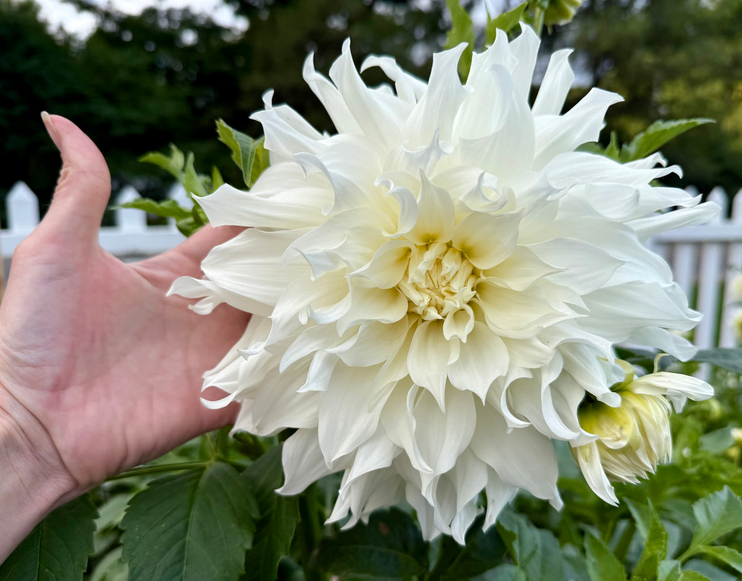 Sheila Mooney - Tuber