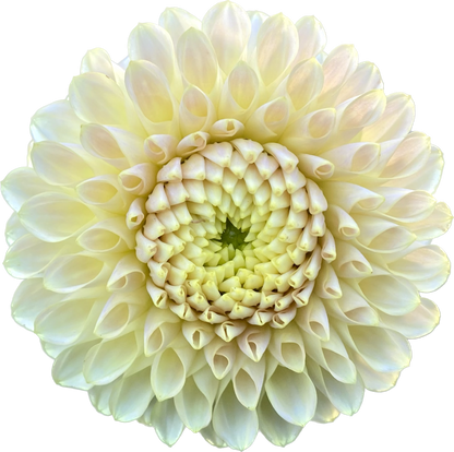 Skipley Moonglow - Tuber