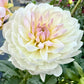 Hollyhill Lilibet - Tuber
