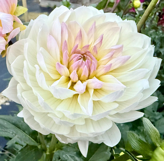 Hollyhill Lilibet - Tuber