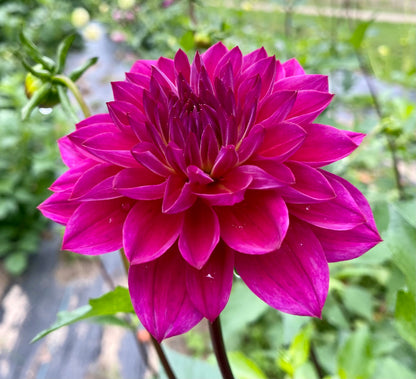 Sandia Nocturne - Tuber