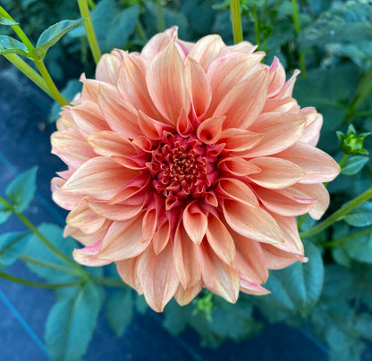 Bloomquist Pleasing - Tuber