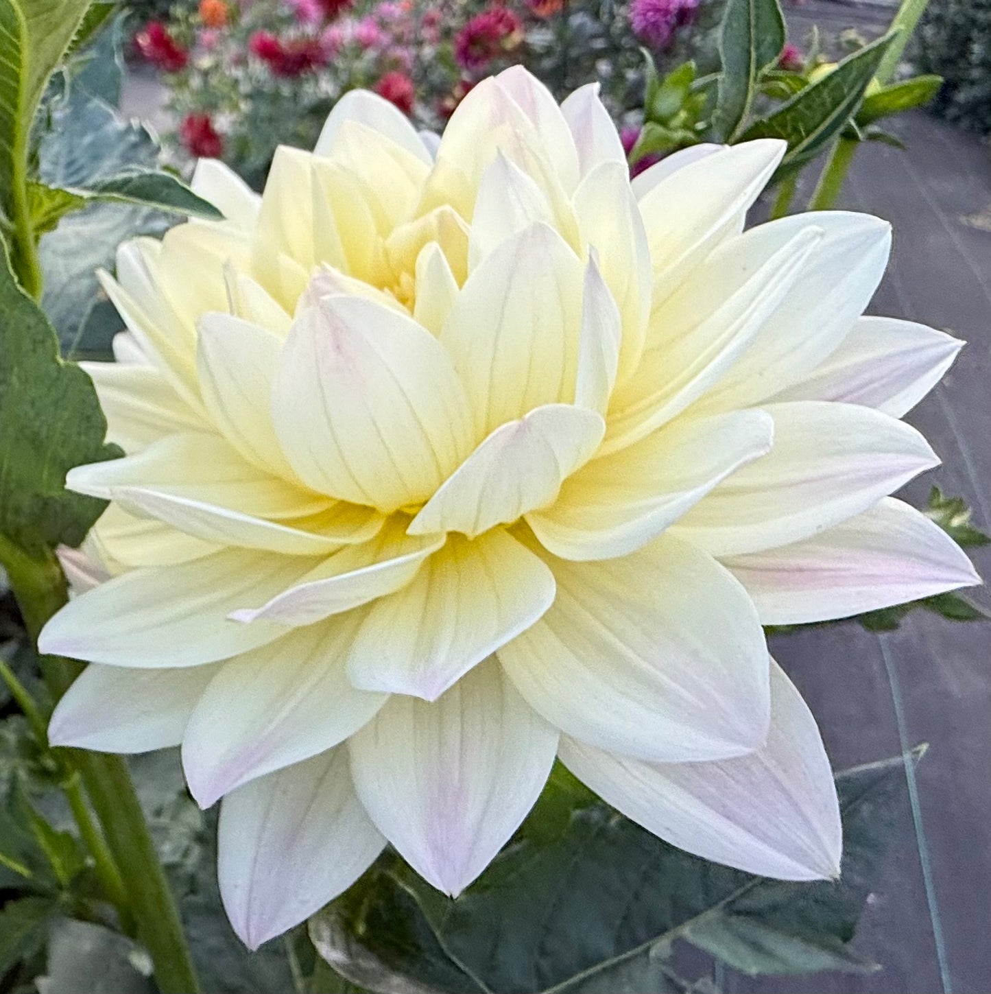 Hollyhill Creamy - Tuber