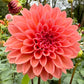 Lee’s Pineberry - TUBER