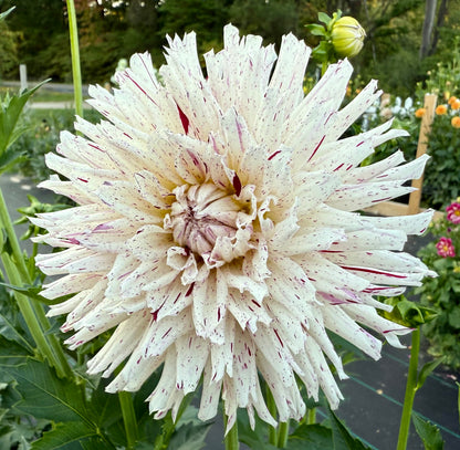 River’s Ripple - Tuber