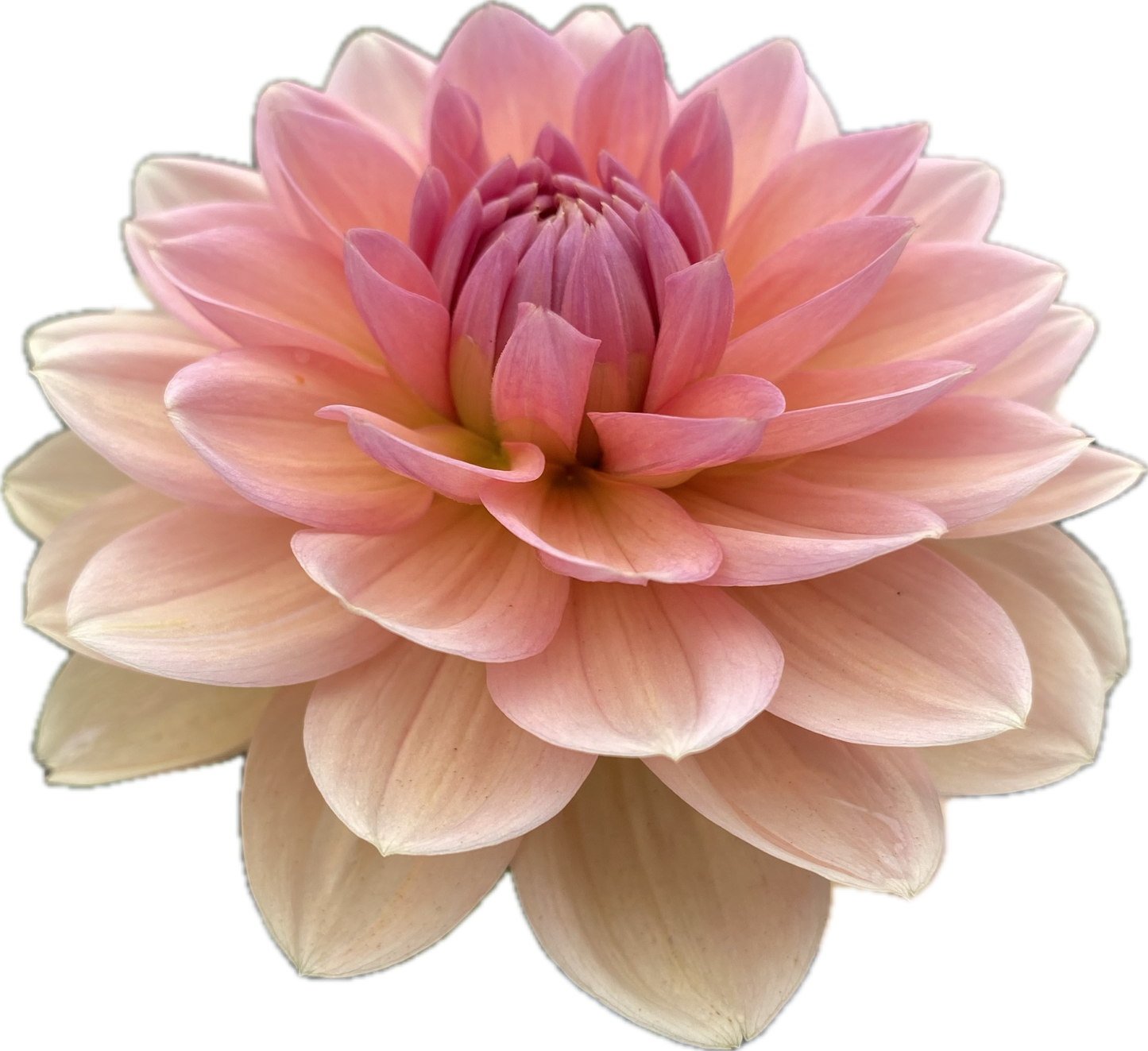 Yelno Harmony - Tuber