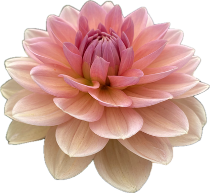 Yelno Harmony - Tuber