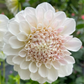 Irish Ruffles - Tuber