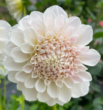 Irish Ruffles - Tuber