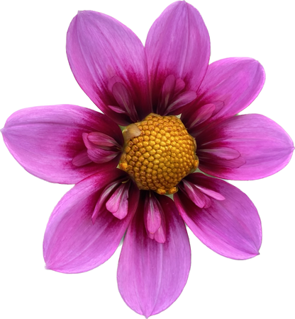 Bloomquist Sweet - Tuber