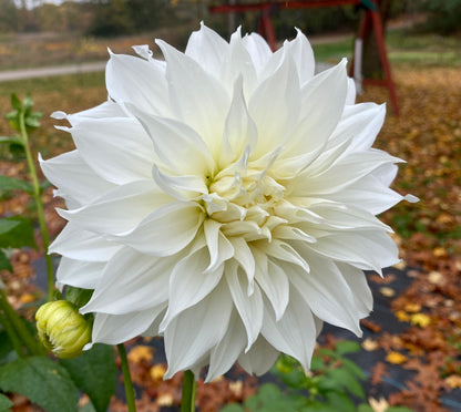 Sheila Mooney - Tuber