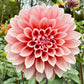 Lee’s Pineberry - TUBER