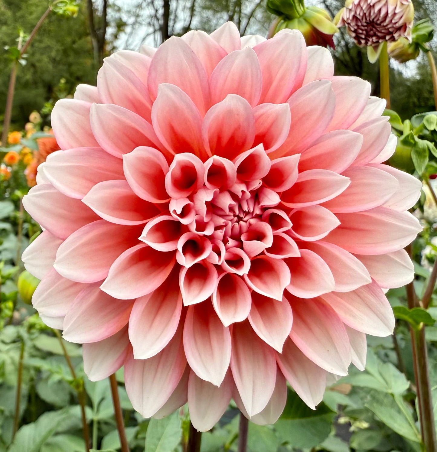 Lee’s Pineberry Trifle