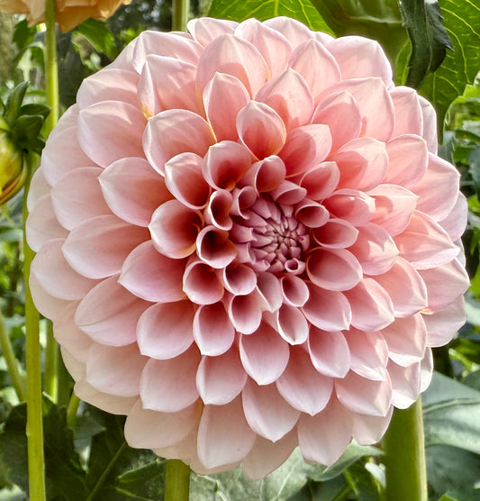 Bell’s Sienna Rose - Tuber