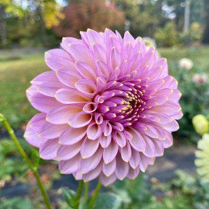 Skipley Spot of Gold - Tuber