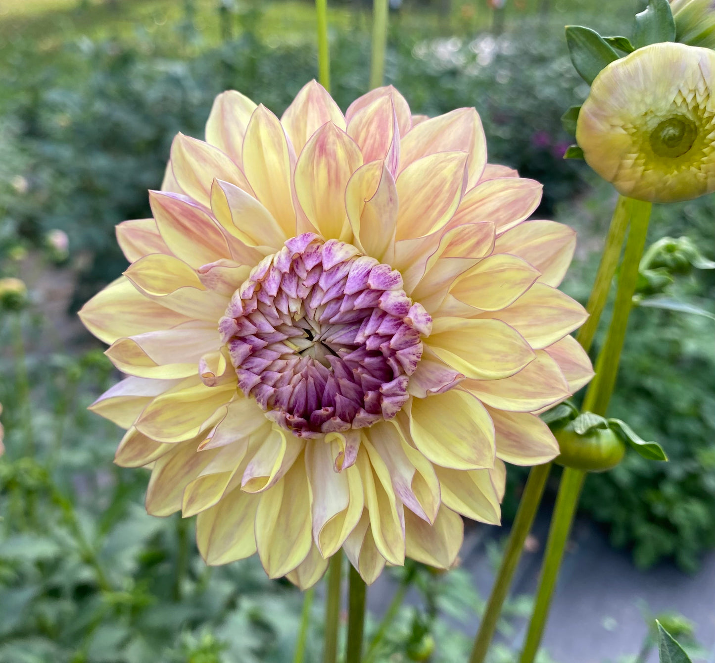 Dusty Beauty (Euro Variety) - Tuber