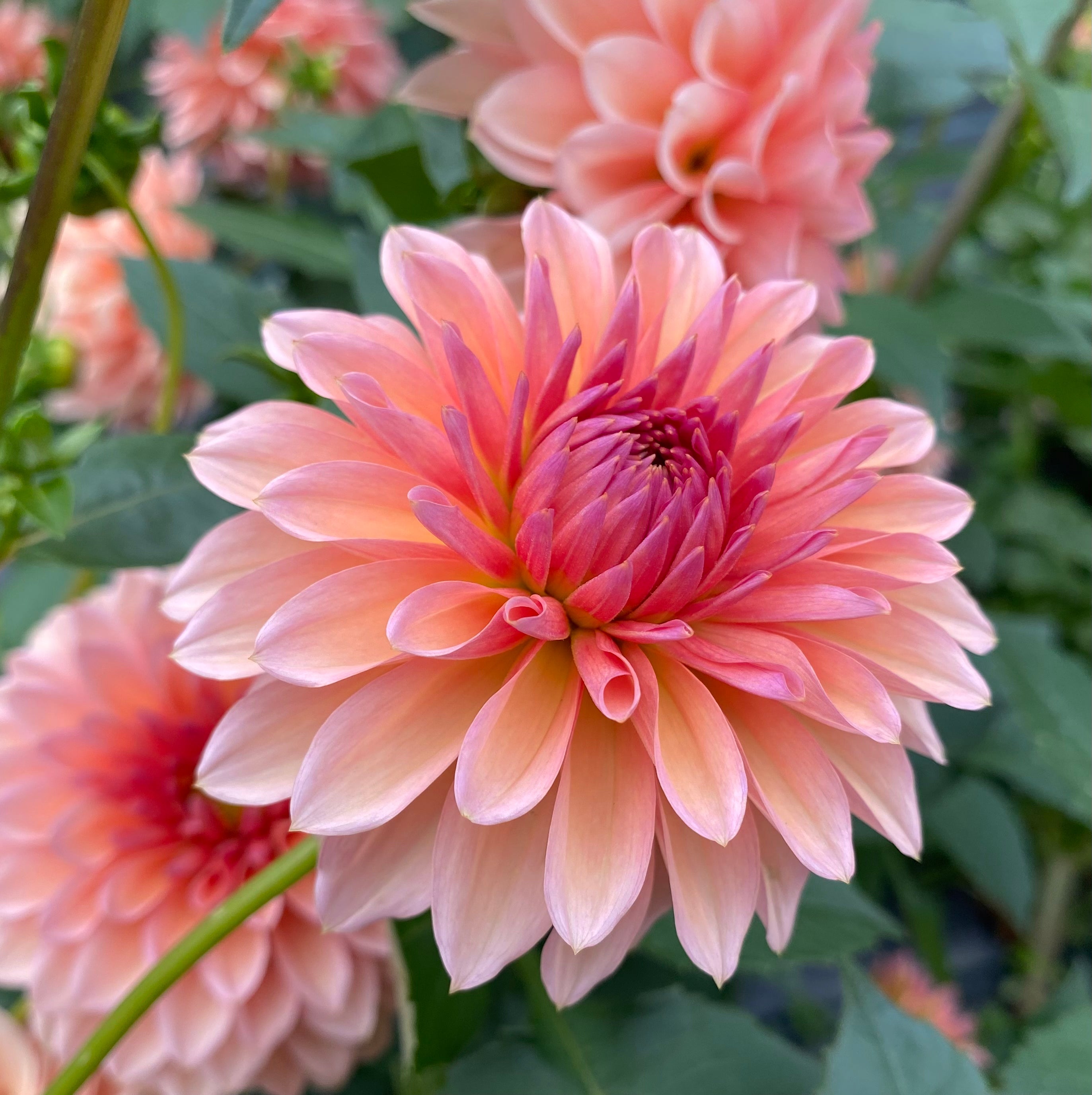 Echo Jose - Tuber – Dragonfly Dahlias