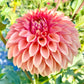 KA Desert Rose - Tuber